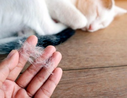 Как убрать кошачью шерсть со всего
