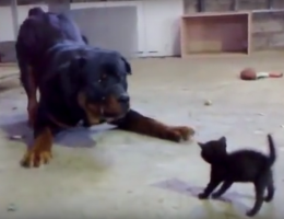 Храбрый котёнок противостоит собакену