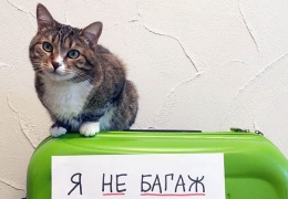 «Я не багаж»: коты и кошки в самолёте