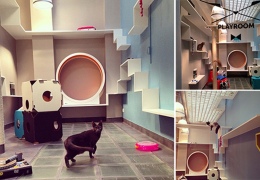 «Аристид» – кошачий бутик-отель в Париже