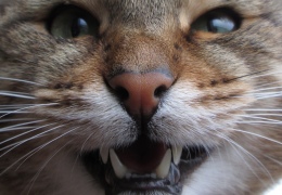 Кошачьи зубы: 5 интересных фактов