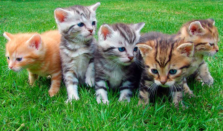 5 типов характера кошек [подберите подходящий]