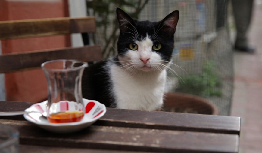 «Кеди» - потрясающий фильм про кошек Стамбула