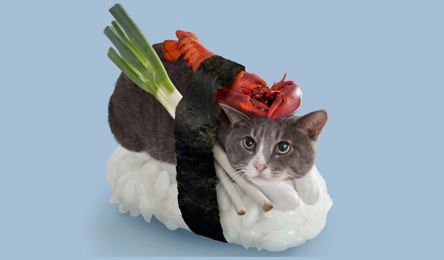 Кошки-суши из параллельной вселенной