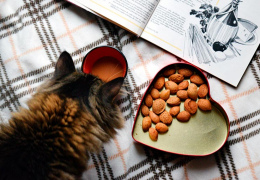 Кошка не ест? 8 возможных причин