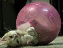 Котёнок застрял в шаре для хомяка
