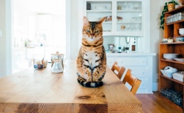 Кошка лазит по столам?