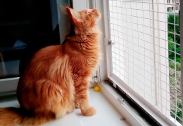 Кошки и окна. Цена жизни и смерти
