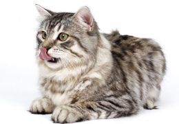 Кошки для аллергиков: какую породу выбрать?