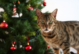 Кошки и ёлки: праздник без проблем!