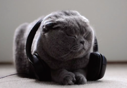 Музыка для кошек. Только для кошек!