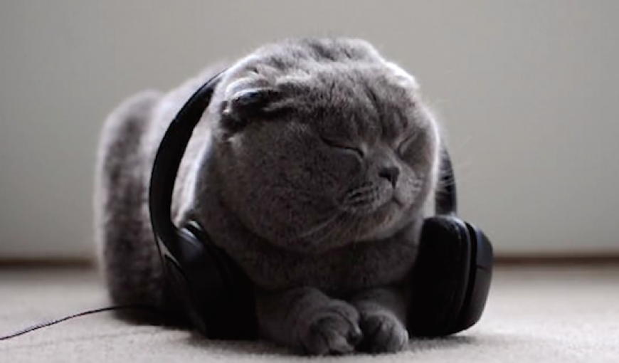 Музыка для кошек. Только для кошек!
