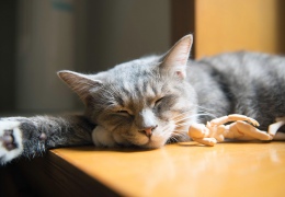Жизнь домашних кошек – что нужно для полного счастья?