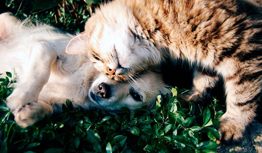 Кошки против собак: есть ли разница между их владельцами?