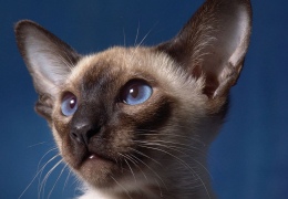 Небесно-голубые глаза сиамских кошек