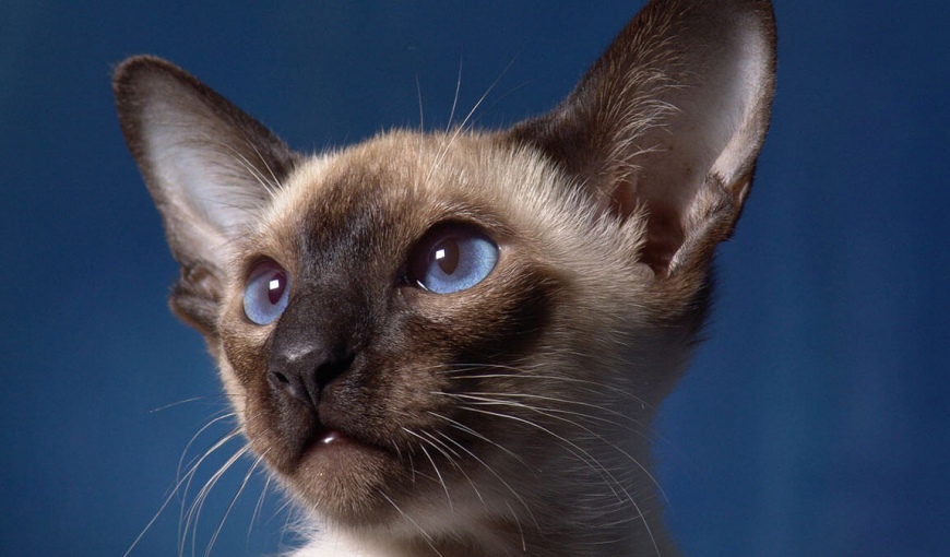 Небесно-голубые глаза сиамских кошек