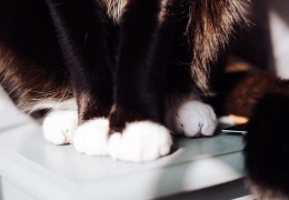 Почему кошки носят «носочки»?