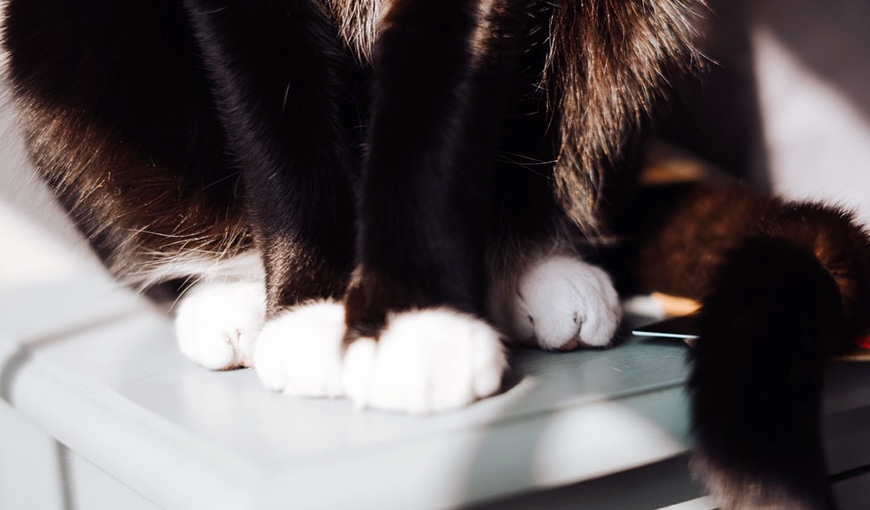 Почему кошки носят «носочки»?