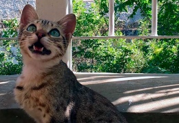 Почему коты и кошки чирикают и издают странные звуки?