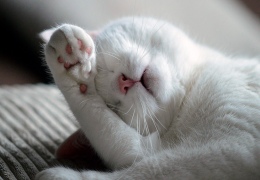 Сколько спят коты и кошки? А главное – как?