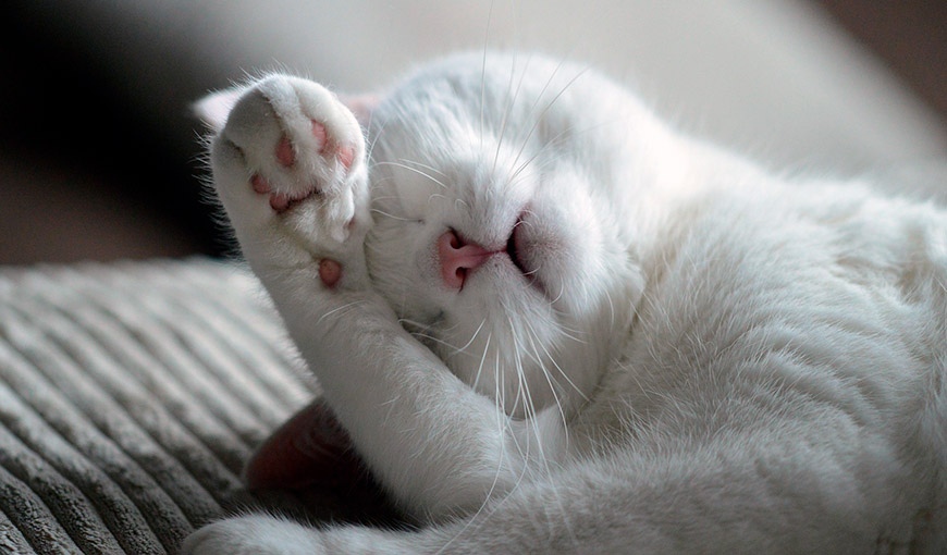 Сколько спят коты и кошки? А главное – как?