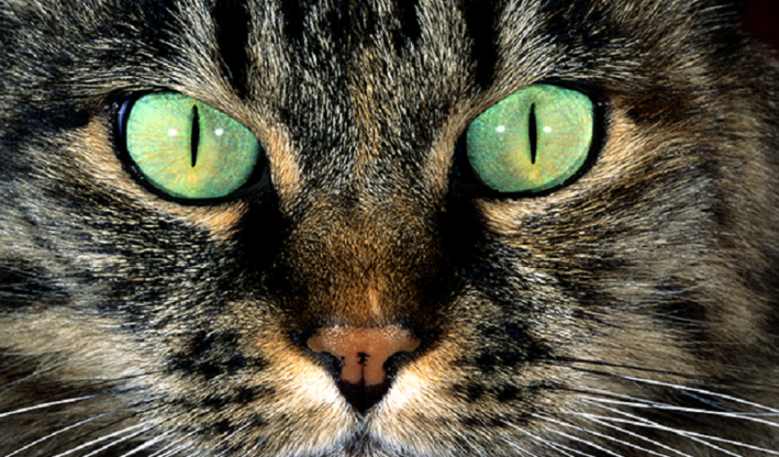 глаза кошки картинки