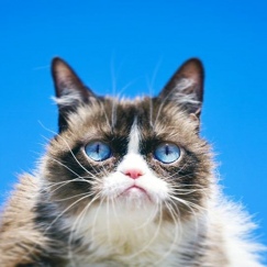 Grumpy Cat - самая известная кошка в мире