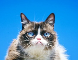 Grumpy Cat - самая известная кошка в мире