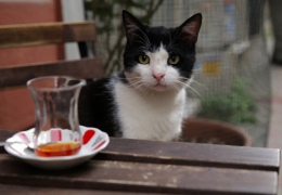 «Кеди» - потрясающий фильм про кошек Стамбула