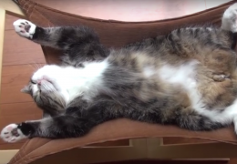 Мару спит в кошачьем гамаке