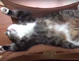 Мару спит в кошачьем гамаке