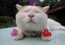 Сиронеко – кот, постигший дзен.