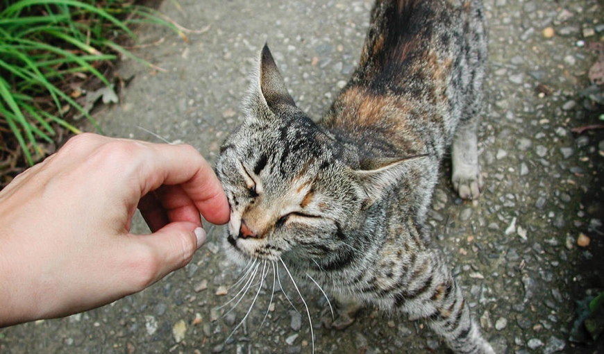 Бывает ли у кошек аллергия на людей?
