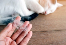 Как убрать кошачью шерсть со всего