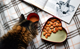 Кошка не ест? 8 возможных причин