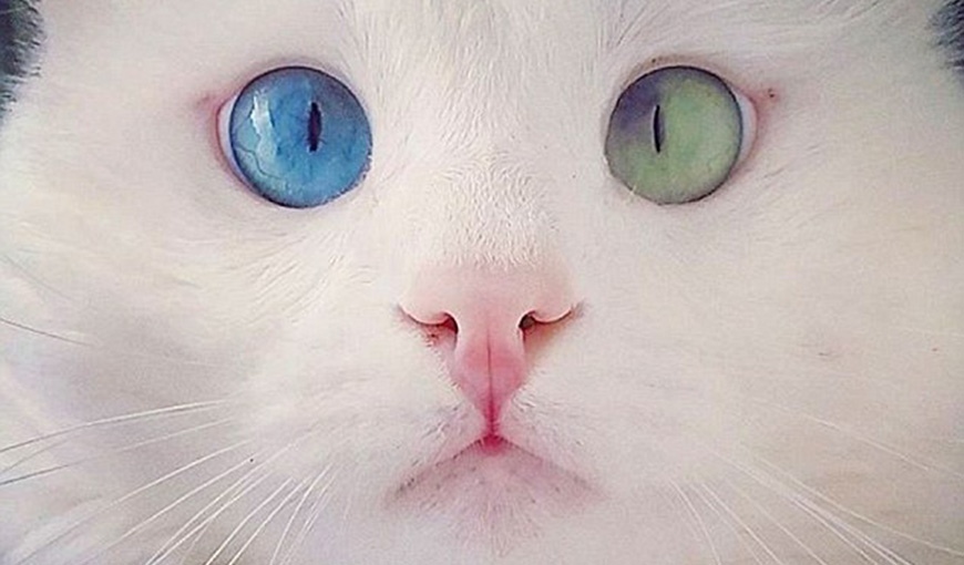 Новая звезда в мире кошачьих – глазастый Алош