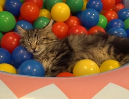 10 котиков и бассейн с шариками