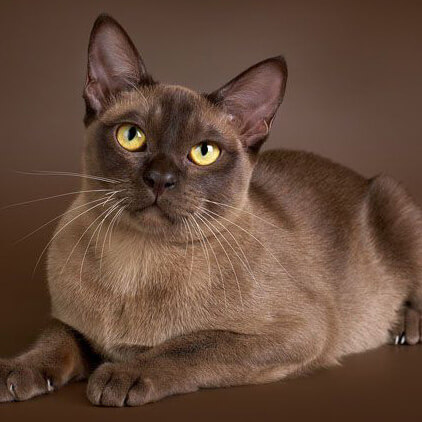 Бурманская кошка - порода, питомники, достоинства и недостатки