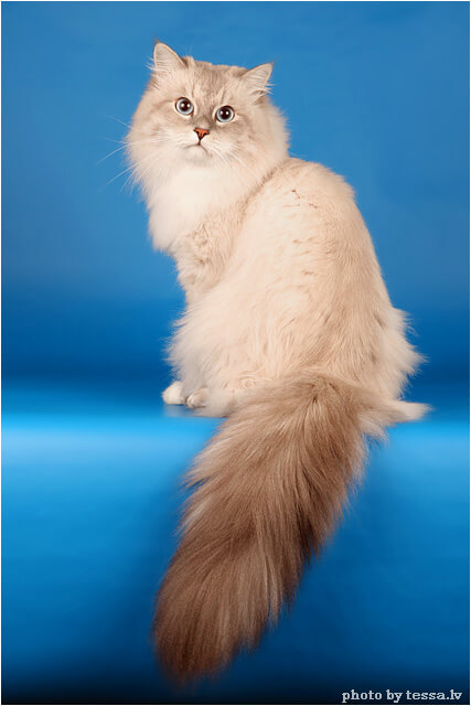 Сибирская Маскарадная Кошка Фото