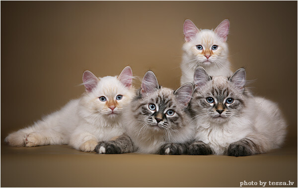 Коты Породы Маскарадная Фото