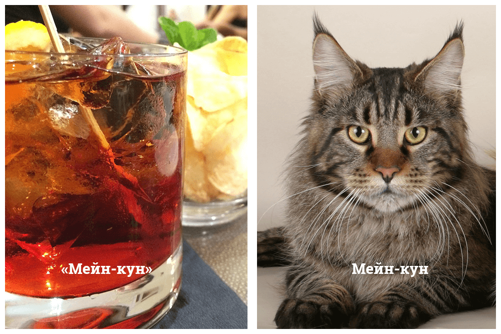 5 коктейлей на кошачью тему