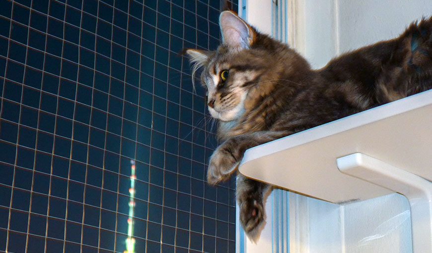 Кошка упала с балкона, кот выпал в окно? Этого можно было избежать!