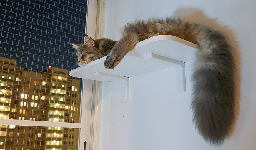 Кот упал с балкона что делать и пропал