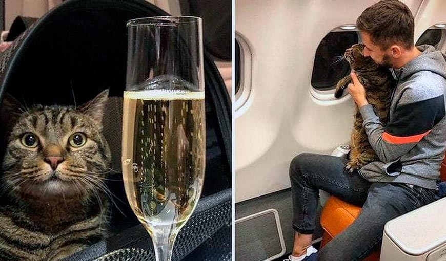 Я не багаж: коты и кошки в самолёте