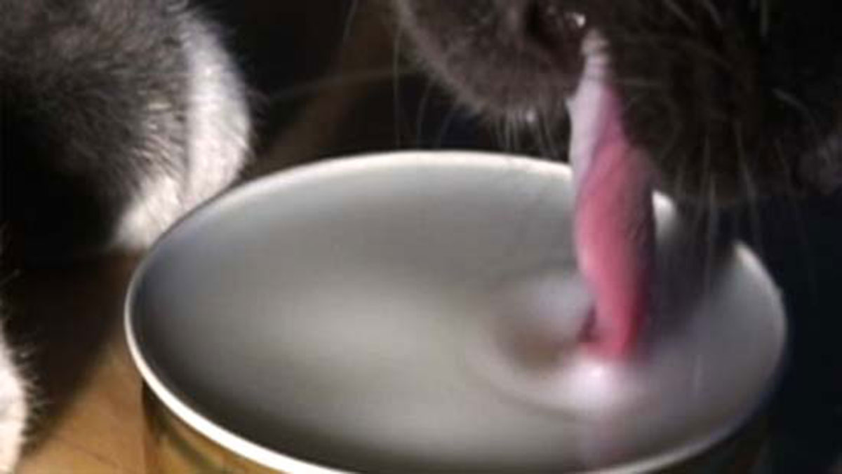 Ест кончину. Котенок пьет молоко. Котенок лакает молоко. Кот слизывает молоко. Лакание кошки.