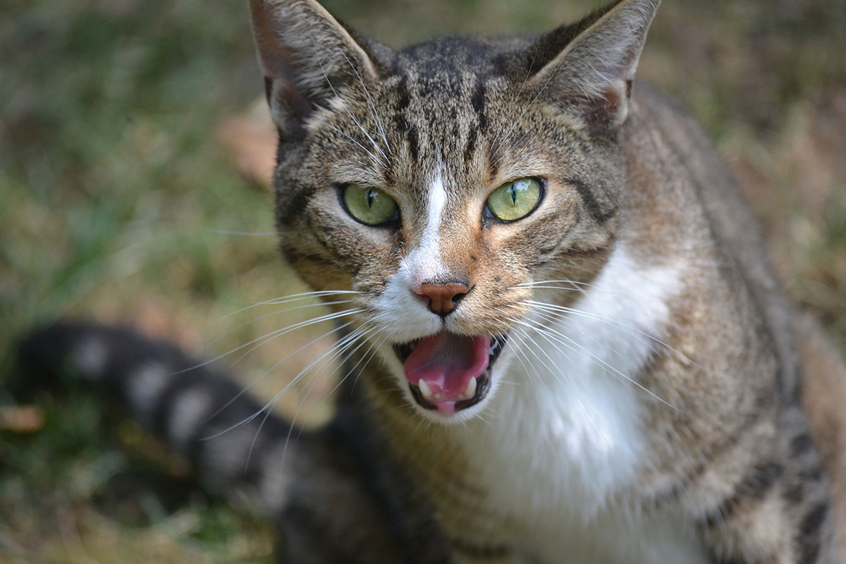 9 малоизвестных фактов о кошках