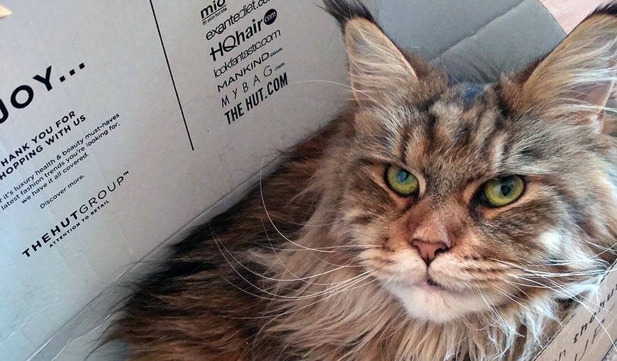 Ученые узнали, почему кошки любят сидеть в коробках