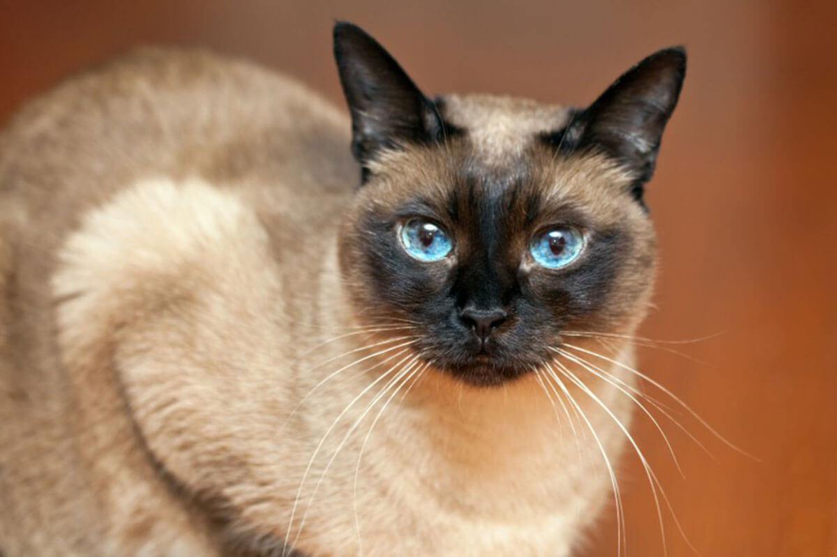 сиамская кошка с зелеными глазами