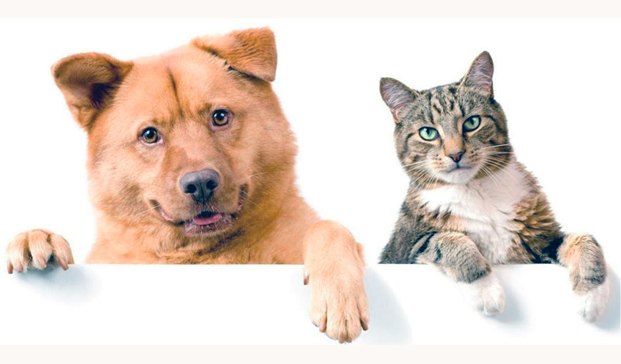 Кошки против собак: почему кошки провалили «собачий» тест