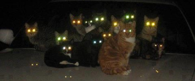 как коты видят мир своими глазами